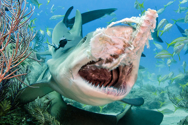 the-shark-blog:Lemon Shark, Negaprion brevirostris by Todd Bretl   