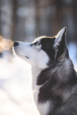 ikwt:  Winter Husky (Elisabeth Abramova)