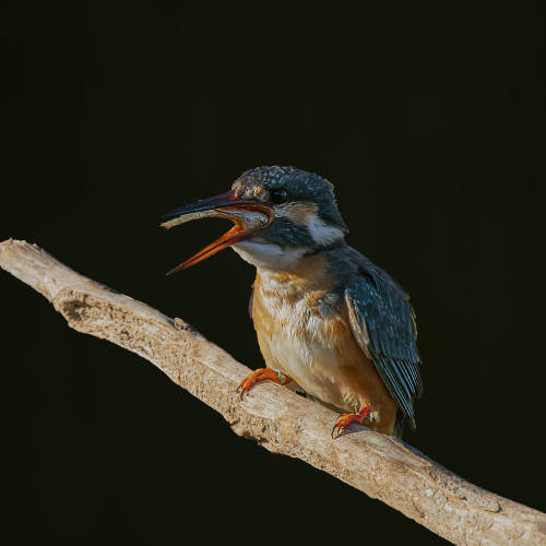 Kingfisher by Boris Lichtman Camera: Sony Alpha a9
