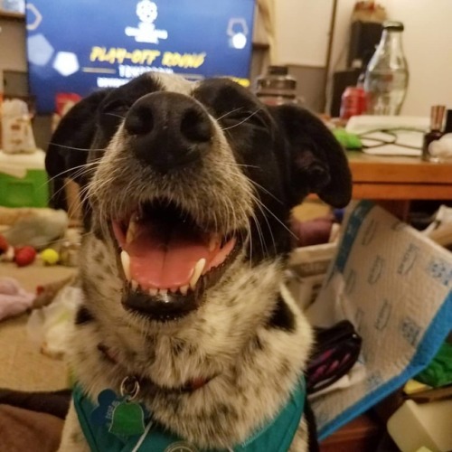 Happy girl #pet #dog #dogsofinstagram #pnwdogs #pacificnorthwestdogs #pet #australiancattledog #aust