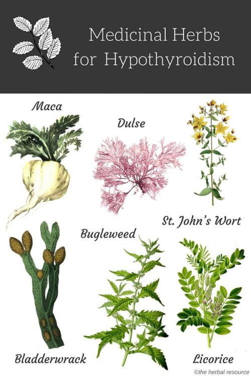 medicinal-plants-herbs: Medicinal Herbs for Hypothyroidism As with any serious medical condition, he