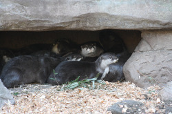 dailyotter:Otters Wake Up Together from a