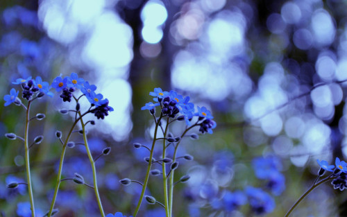 discovereternity:  Forget me not 