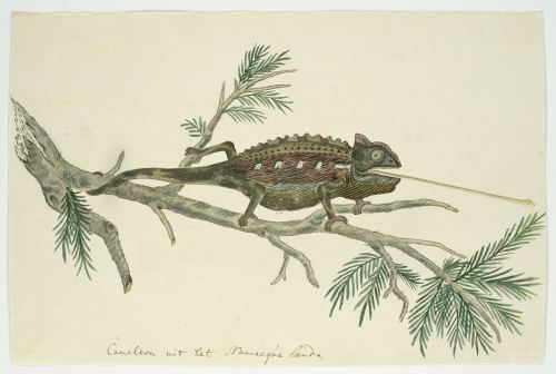 thatsbutterbaby:Chamaeleo namaquensis (Namaqua chameleon), Robert Jacob Gordon (attributed to), 1777