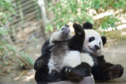 Giantpandaphotos:  Bai Yun And Her Son Xiao Liwu Play In A Tub During Bai Yun’s