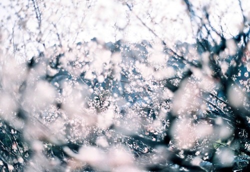 tanuki-kimono: I love how pale cherry blossom pink looks beside blues (beautiful mood for those shot