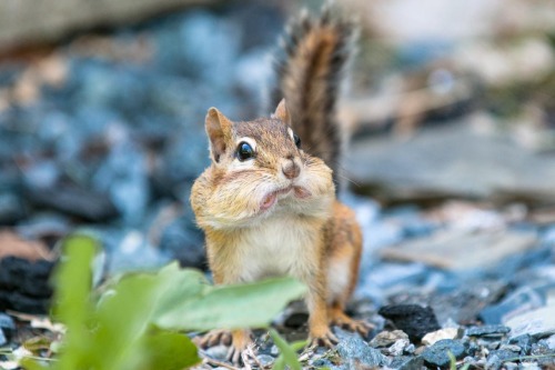 How I feel I look when eating in public…