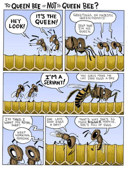 How to Build a Queen Bee by Jay Hosler