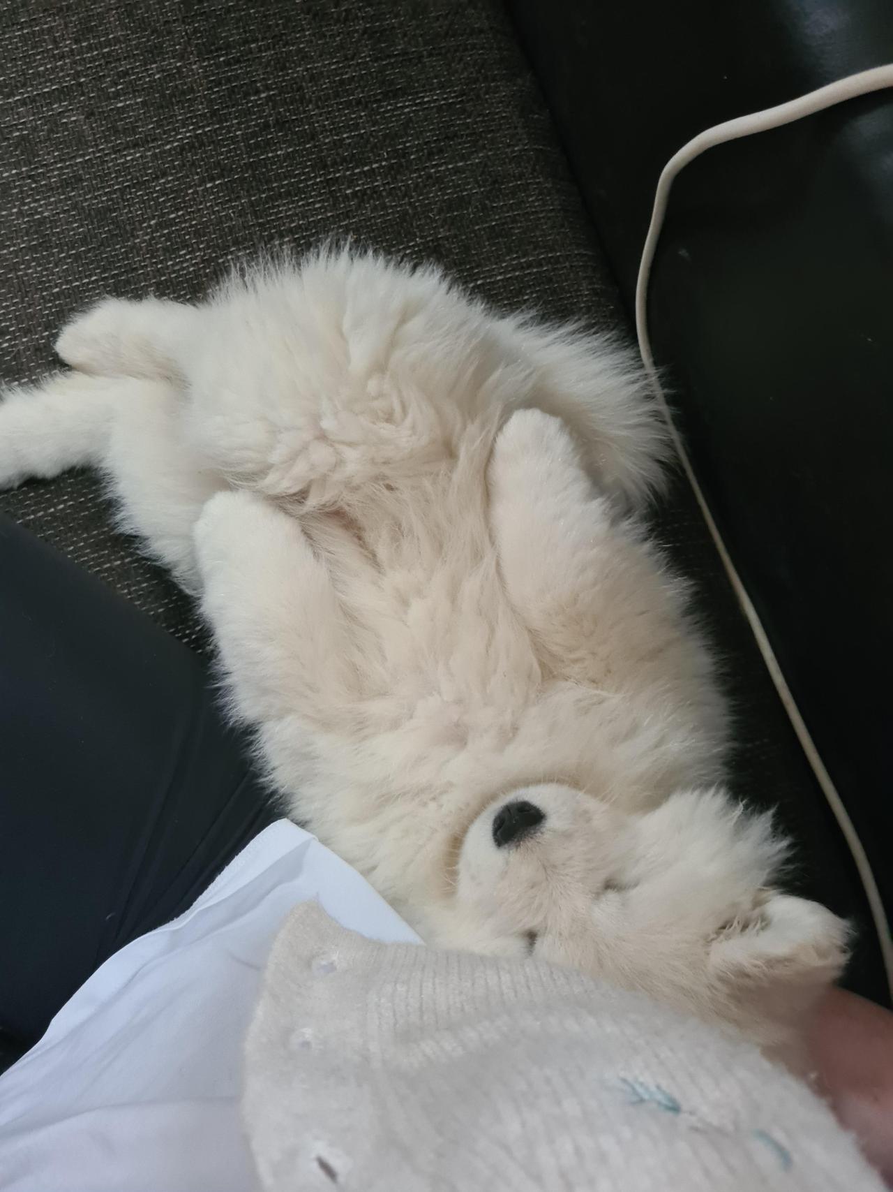 I'm gonna be a Samoyed mum in 2 weeks 🥰