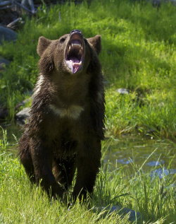 llbwwb:   Yearling Grizzly by Mark Hughes 