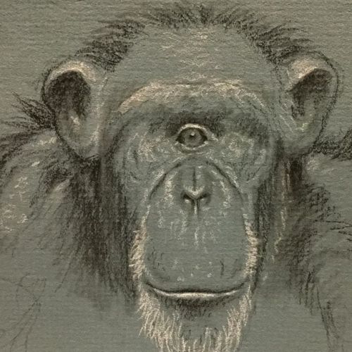 beinartgallery:Simian cyclops sketch by the incredible @chrisleibart! Chris will be sending two new 