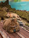 his-shining-tears:Cats and train miniature