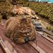 his-shining-tears:Cats and train miniature