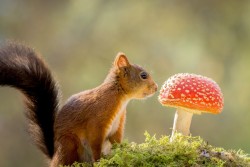 superbnature:squirrel bright mushroom by geertweggen http://ift.tt/1oqPpNR