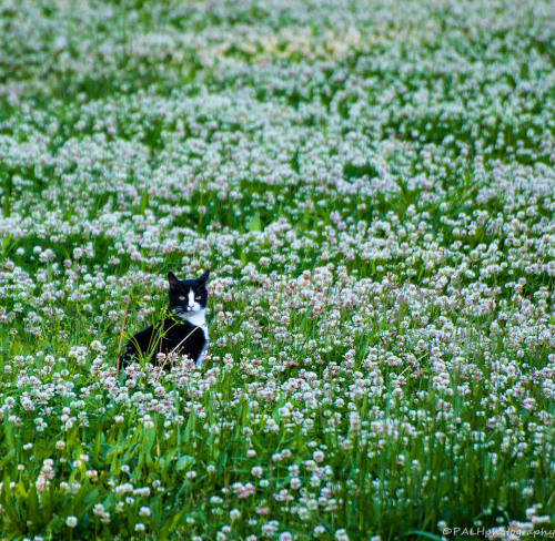 peggy-photos: Posing in the Clover. May 2016.One of the five neighborhood cats who frequents the clo