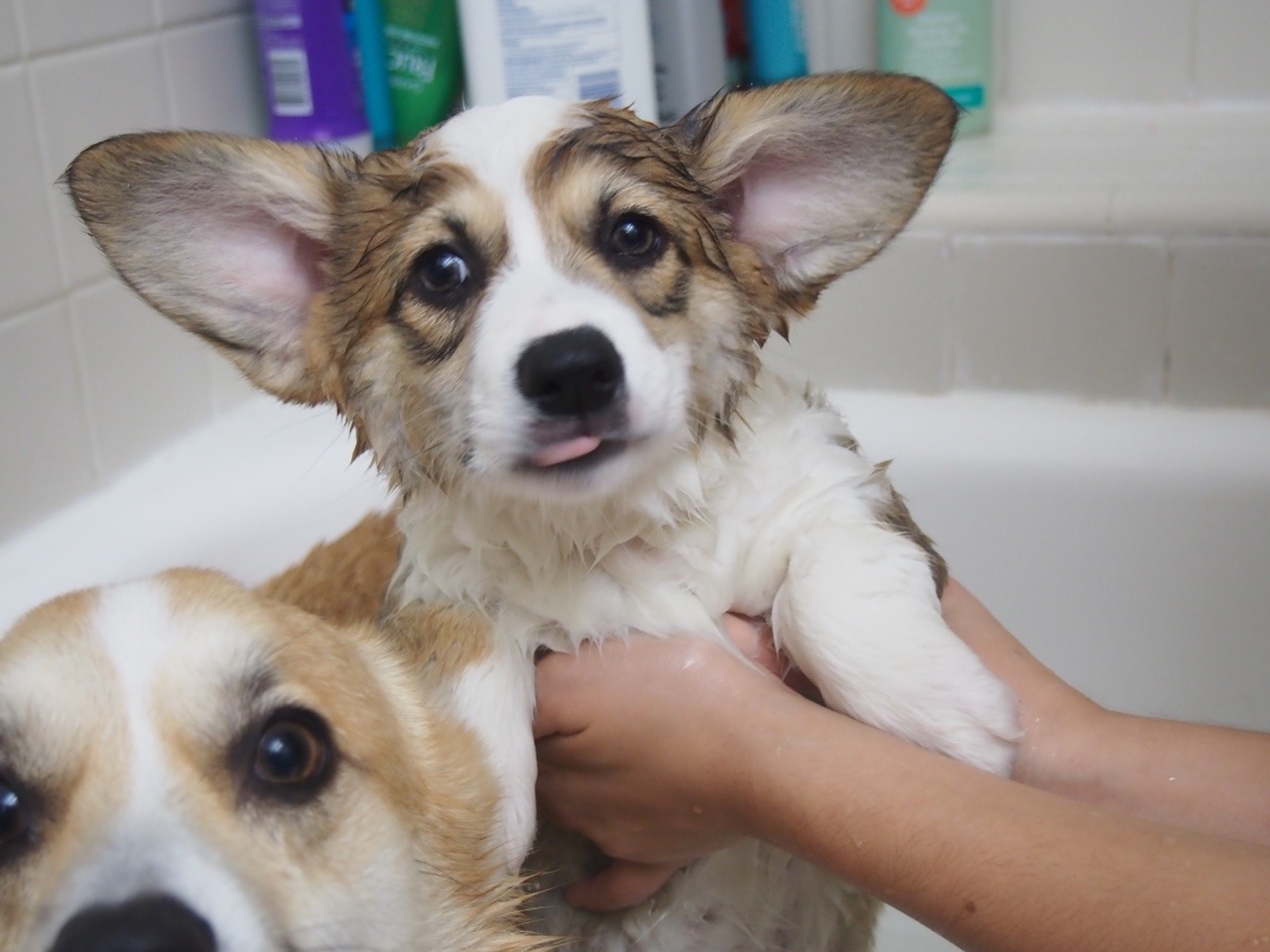 appleofmypi3213:Kira had her first bath at home last night. She wasn’t happy about