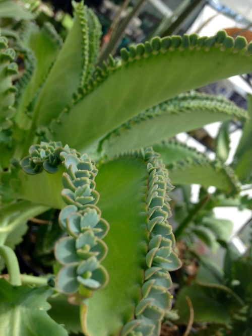 2manyplants: 7.12.16 - Mother of Millions! One of my favorites.