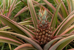 Pink Pineapple