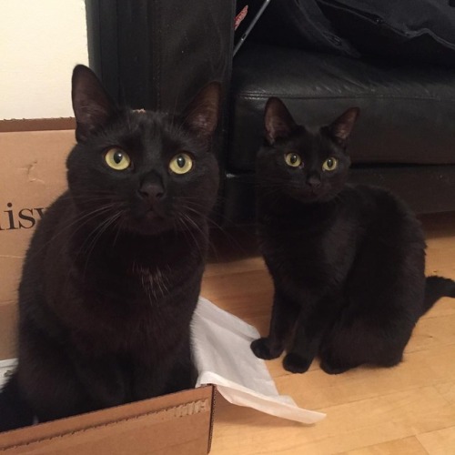 purrfectsquad:Fury twins from London | Credit here