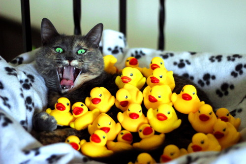 refurbthecat:Hail Queen Refurb, Mother of Duckies