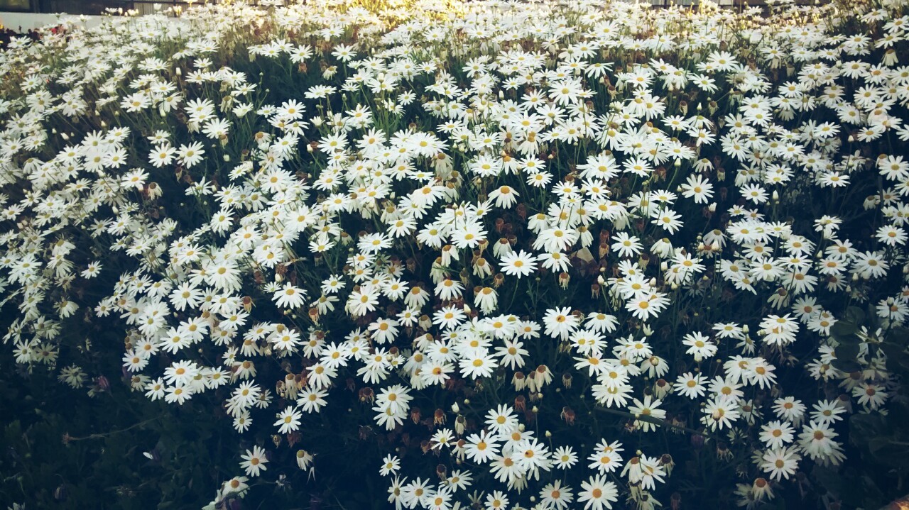 RESILIENCIA✿