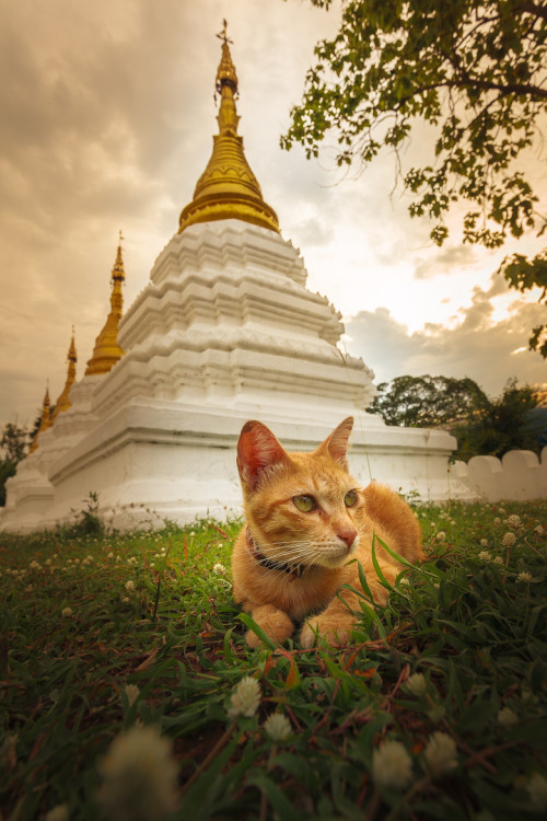 Temple Cat, Thailand (via Spidy Hero Putjorn)