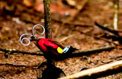 animal-diversity:  Wilson’s Bird-of-Paradise x 