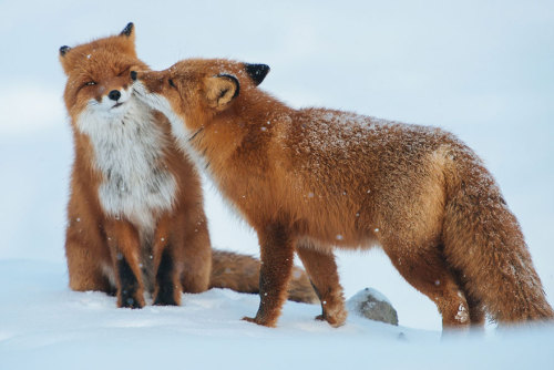 boredpanda:Russian Miner Spends His Breaks Photographing Foxes In The Arctic Circle