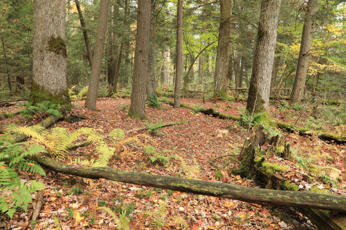 Fall visits the virgin hemlock forest at Cathedral State Park.