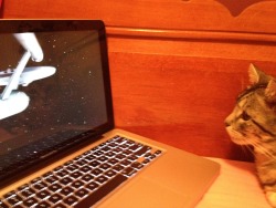 thedoctorwillsaveme:  pigfarts-is-on-vulcan:  I forgot about this, but back during Christmas Break, I put Star Trek in front of my cat to see what he would do. To my surprise, he actually did watch it. However, he only seemed mildly entertained - that