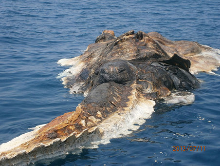 montondemierda:  mandonguilla:  karakatua:  tootrippykj:  Strange Creature Found in the Persian Gulf  menudo monton de mierda  Menudo montón de mierda en descomposición.  Perdón?