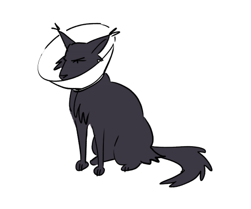 fridaystar:remember that time nightcloud had to wear a cone