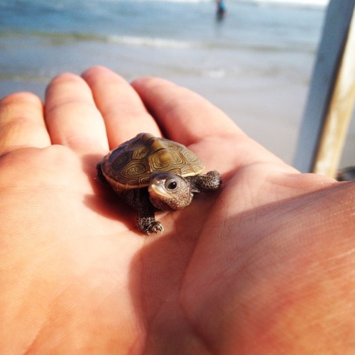 pizza-queen:awwww-cute: Newly hatched diamondback terrapin I saved from a seagull last summer Omg