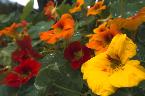 pragmaculture:nasturtiums 