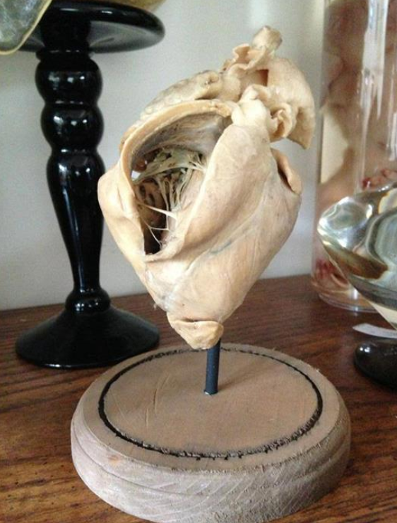 deformutilated:  Dissected, plastinated heart 