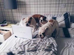 bulldog-prince:  Judging ur shitty blog