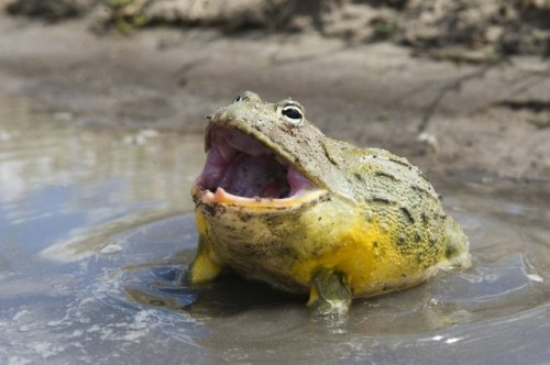 fatfrogsblog: He sing