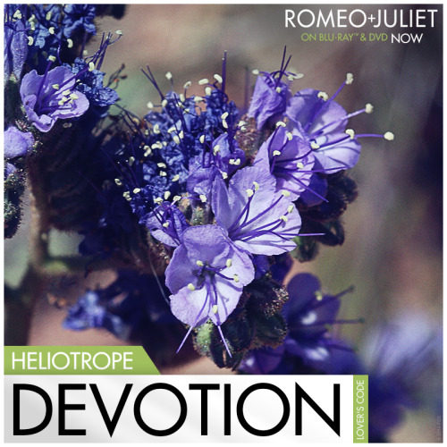 Heliotrope is meant to display commitment and trust.