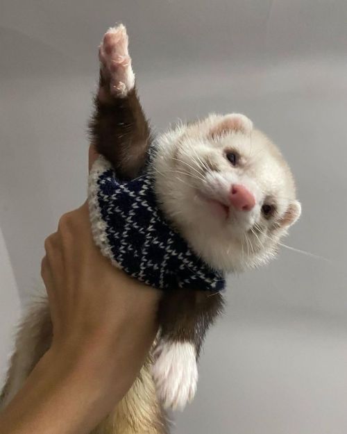 julieterbang: archietheferret