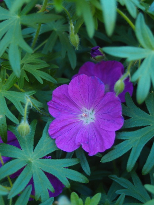 Geranium sanguineum — bloody cranesbill