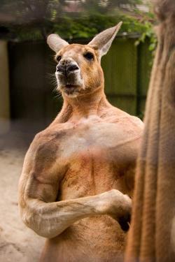 penis-hilton:  frankensteinfanclub:  what would you do if this kangaroo walked up to you and smacked tf out of you  apologize 