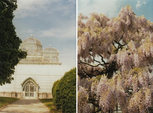 floralls:Royal Greenhouses in Laeken.Brussels /Belgium.by  Petrana Sekula