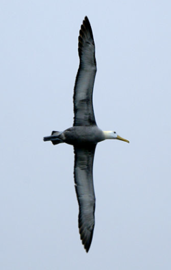 dezzoi:  I think there needs to be more appreciation for Albatross and their amazing wingspan. 