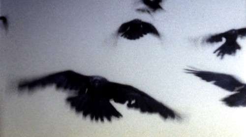 “It’s the end of the world.”The Birds (1963)