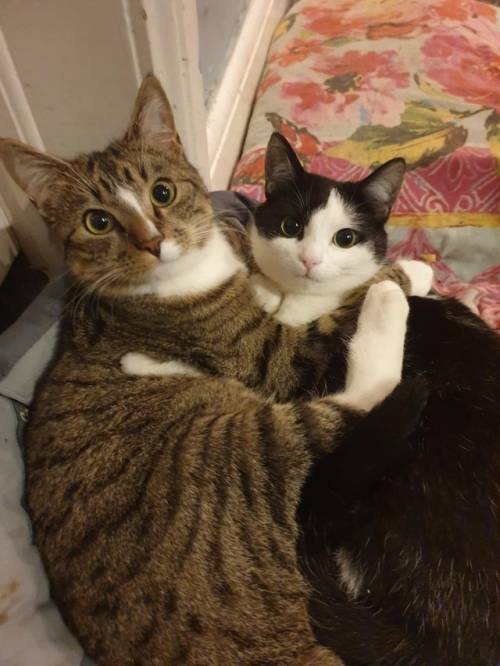 catpeaks: Caught in a cuddle.