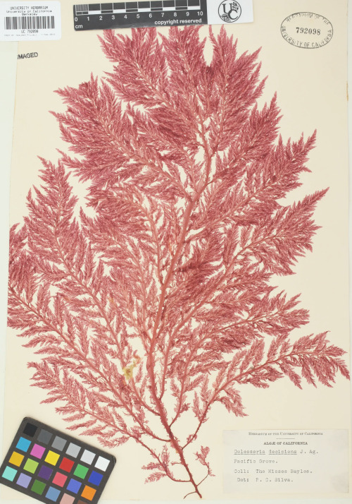 Seaweed samples pressed during the Victorian era, part of UC Berkeley’s herbarium collection.F