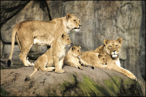  Lions Sync When They Ovulate—But People Don’t Kristin HugoThe African big cats give birth aro