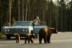  A park visitor films an American black bear