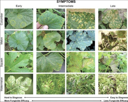 Downy Mildew symptoms