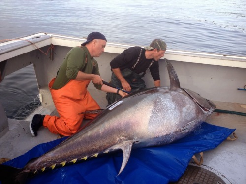 Tag-A-GiantHere, a team of scientists and fishermen work together to tag an 800+ pound Atlantic blue